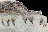 Fossil Mosasaur (Tethysaurus) Jaw Section - Goulmima, Morocco #107094-1